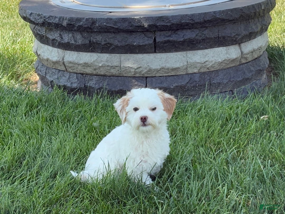Lhasa Apso dogs for sale: Honey - Image 16
