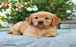 Miniature Golden Retriever dogs for sale: Sawyer - Image 3