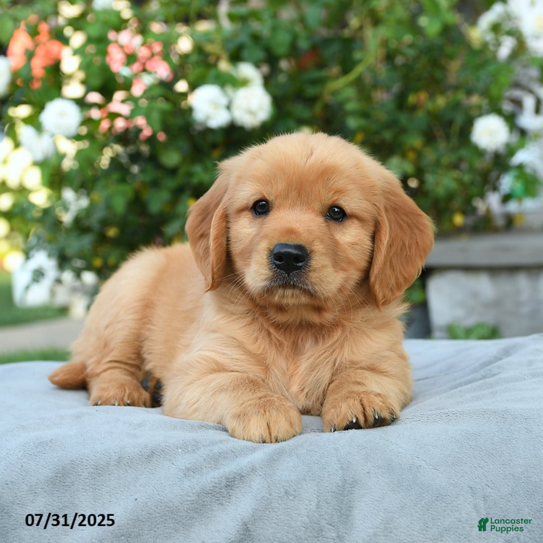 Miniature Golden Retriever dogs for sale: Sawyer - Image 3