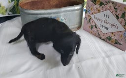 Miniature Dachshund dogs for sale: Brenda - Image 3