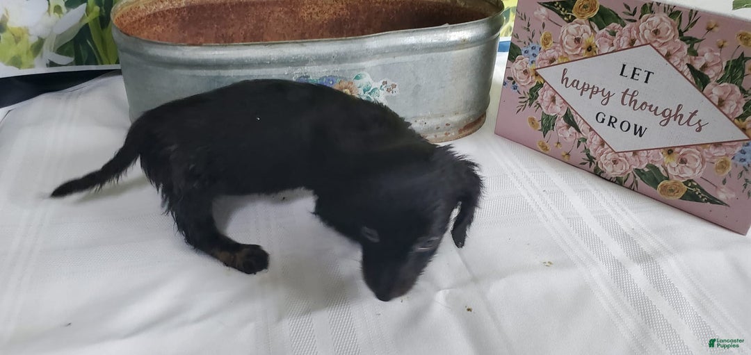 Miniature Dachshund dogs for sale: Brenda - Image 3