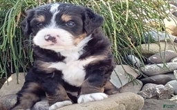 Mini Bernedoodle dogs for sale: Shiloh - Image 11