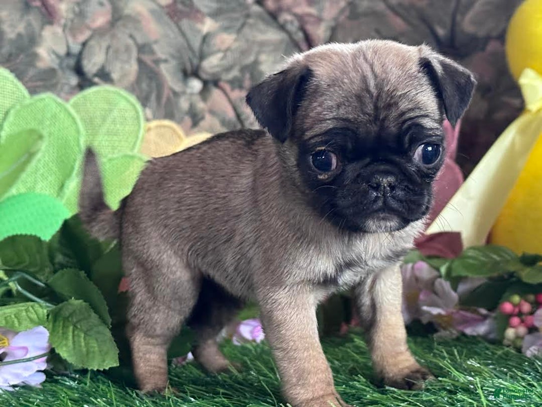 Pug dogs for sale: Chick - Image 5