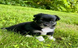 Chihuahua dogs for sale: Lydia - Image 5