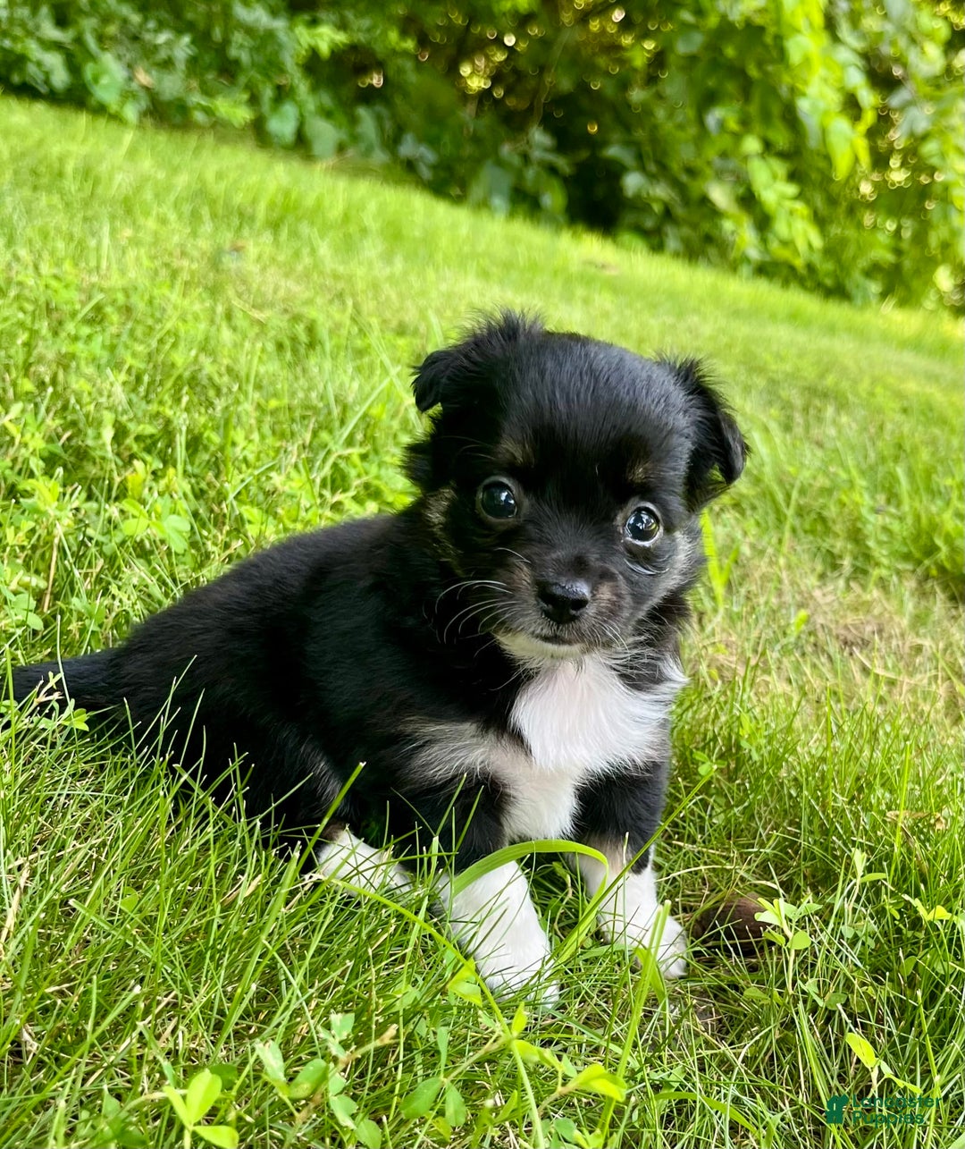 Chihuahua dogs for sale: Lydia - Image 5