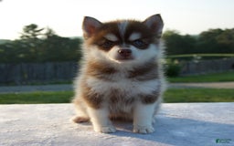 Pomsky dogs for sale: Misha - Image 5