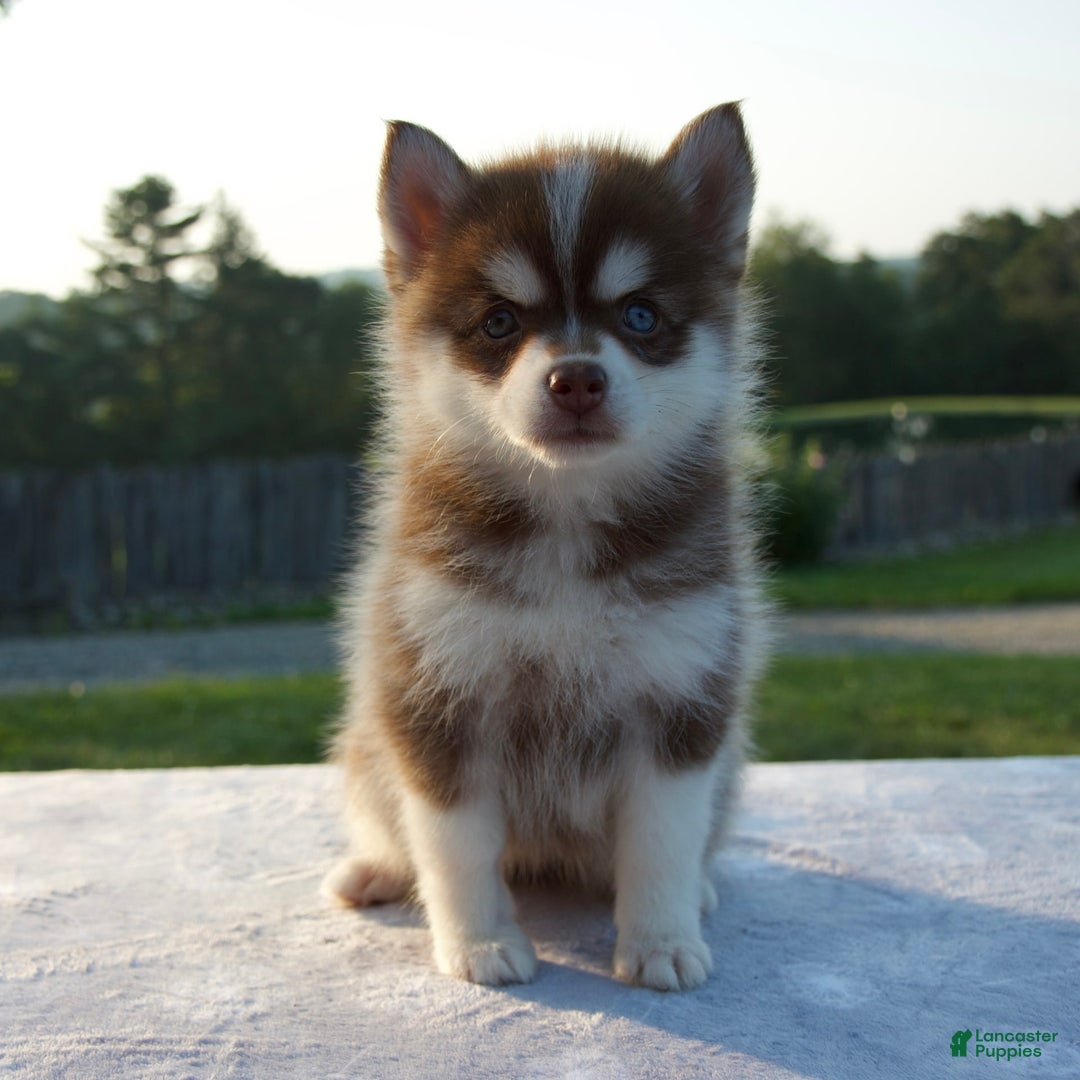 Pomsky dogs for sale: Misha - Image 5