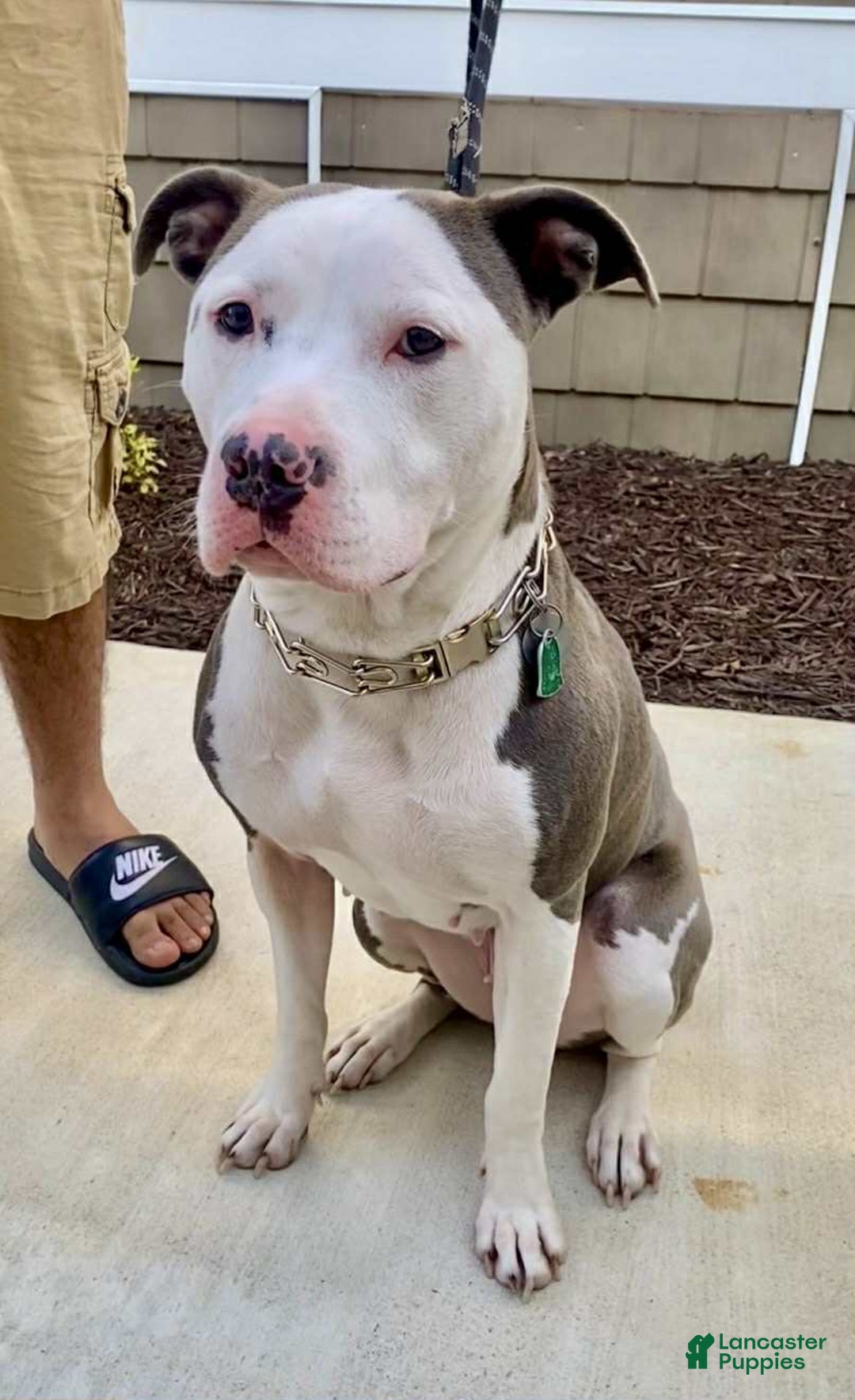 American Pit Bull Terrier dogs for sale: Oso - Image 4