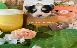 Pomsky dogs for sale: Chai - Image 11