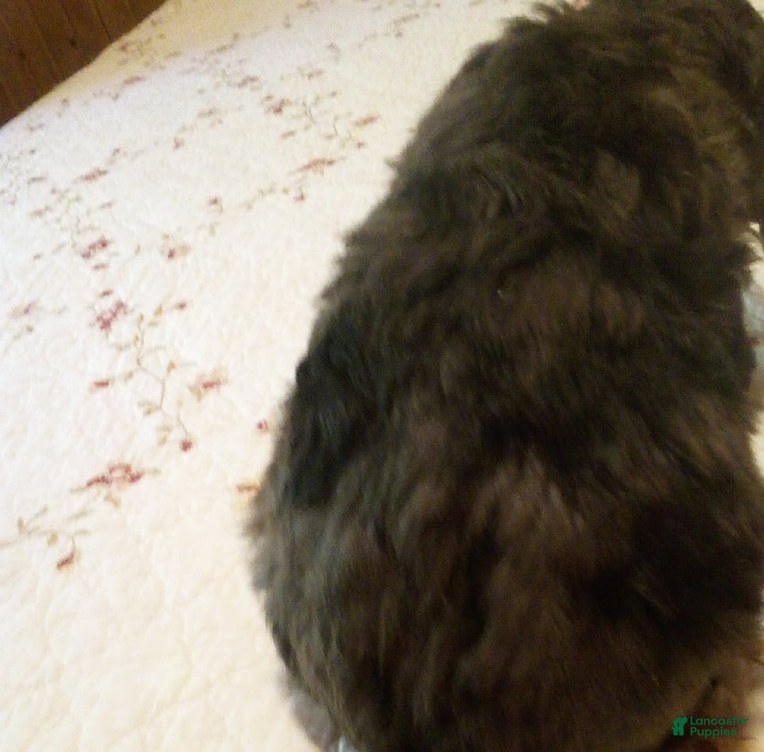 Goldendoodle dogs for sale: Zoey - Merle Color - Image 12