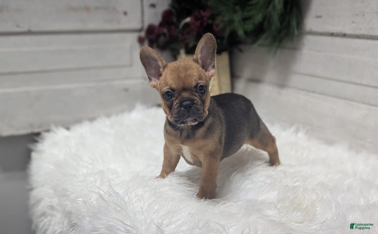 French Bulldog dogs for sale - Ad 3