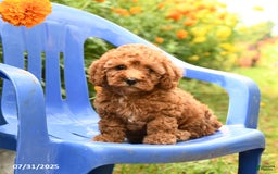 Toy Poodle dogs for sale: Jill - Image 5