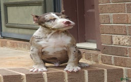 Cane Corso dogs for sale: Chocolate Chip - Image 2