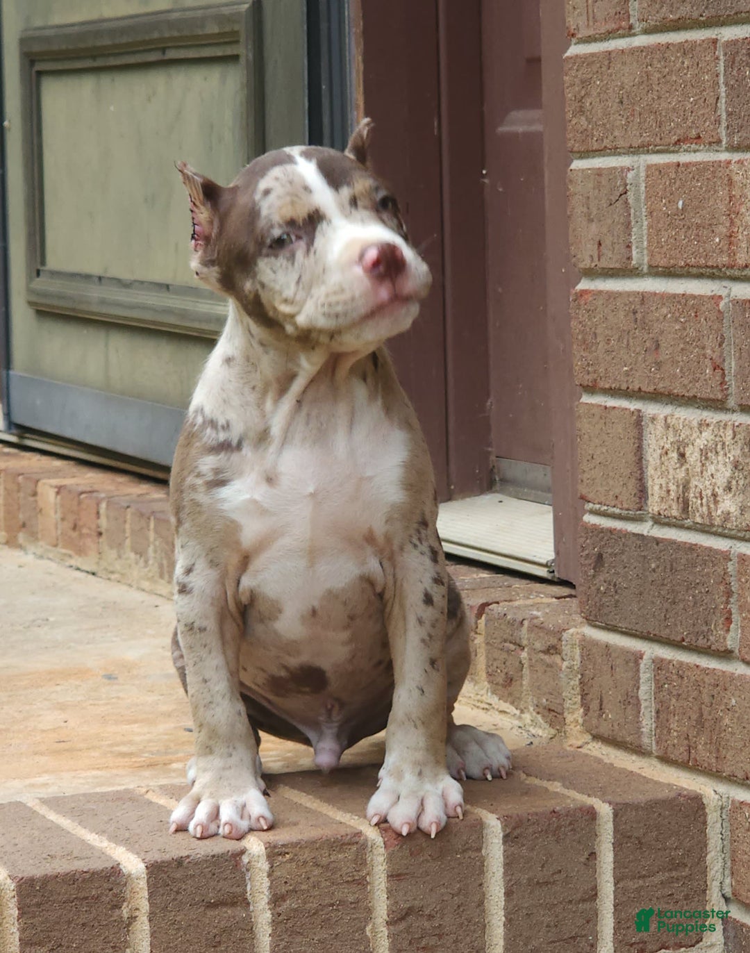 Cane Corso dogs for sale: Chocolate Chip - Image 2
