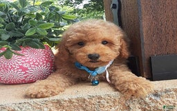 Bichpoo dogs for sale: Benson - Image 1