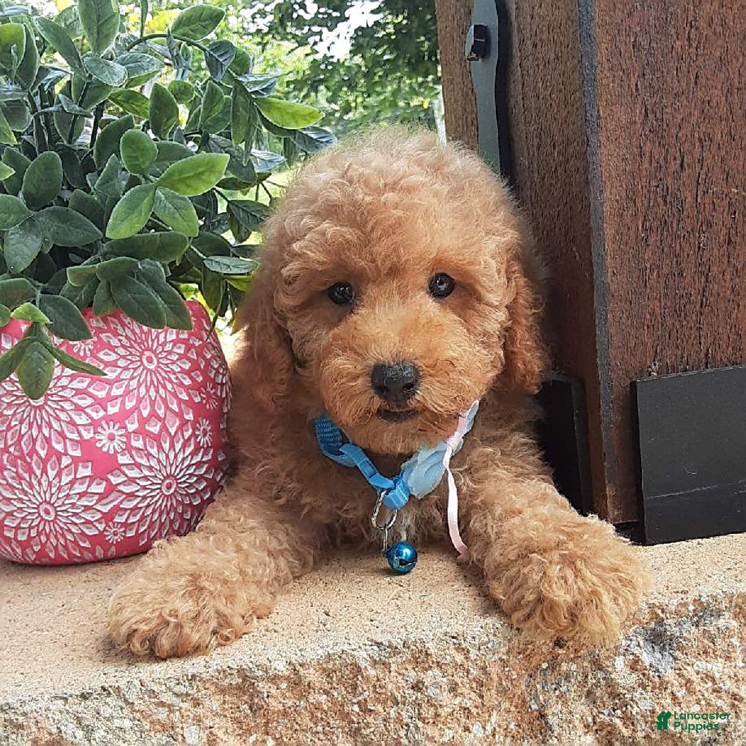 Bichpoo dogs for sale: Benson - Image 1