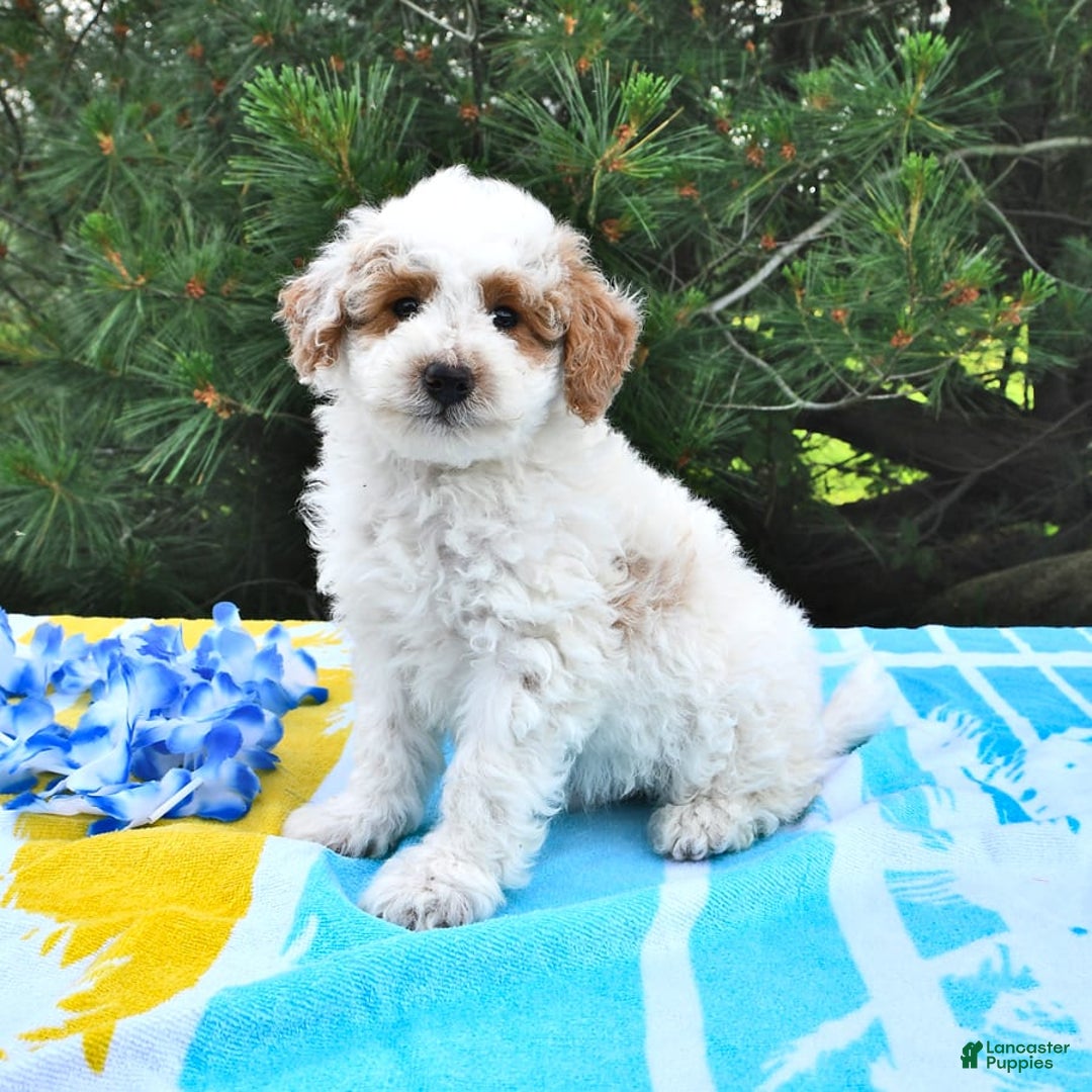 Mini Goldendoodle dogs for sale: Buster - Image 4