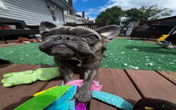 French Bulldog dogs for sale: Tiny - Image 4