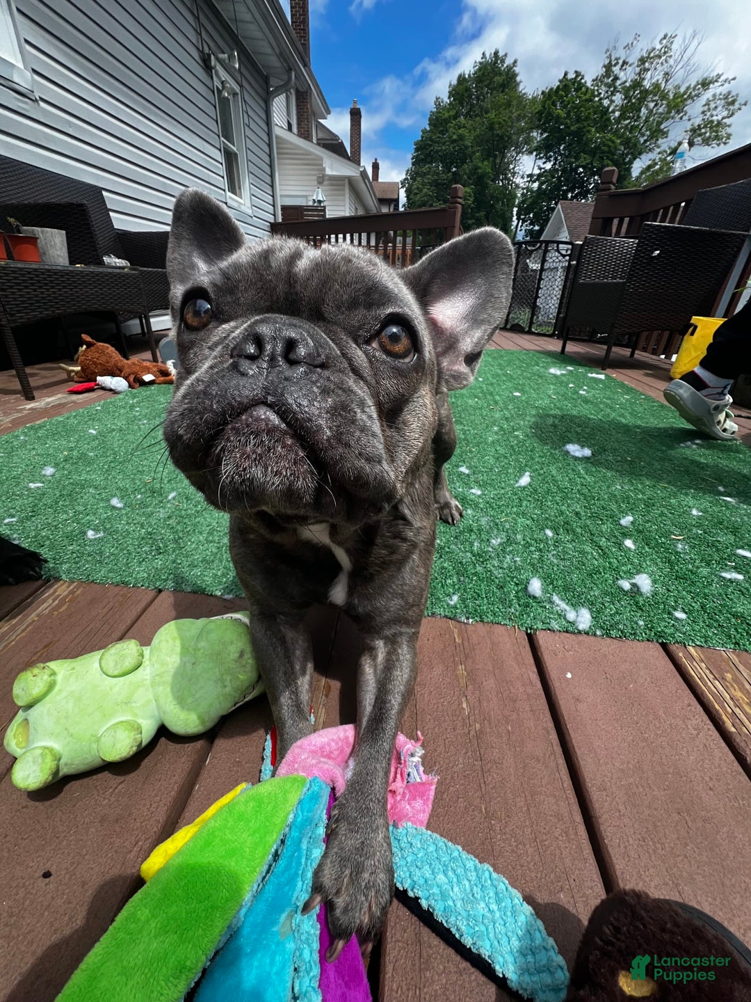 French Bulldog dogs for sale: Tiny - Image 4