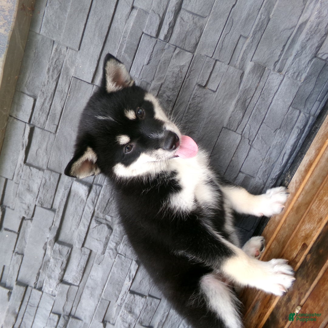Pomsky dogs for sale: Sammy - Image 11