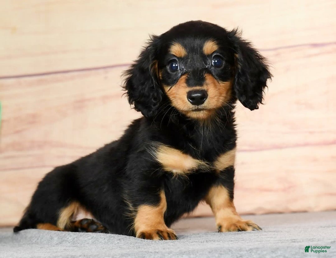 Miniature Dachshund dogs for sale: Delilah - Image 2