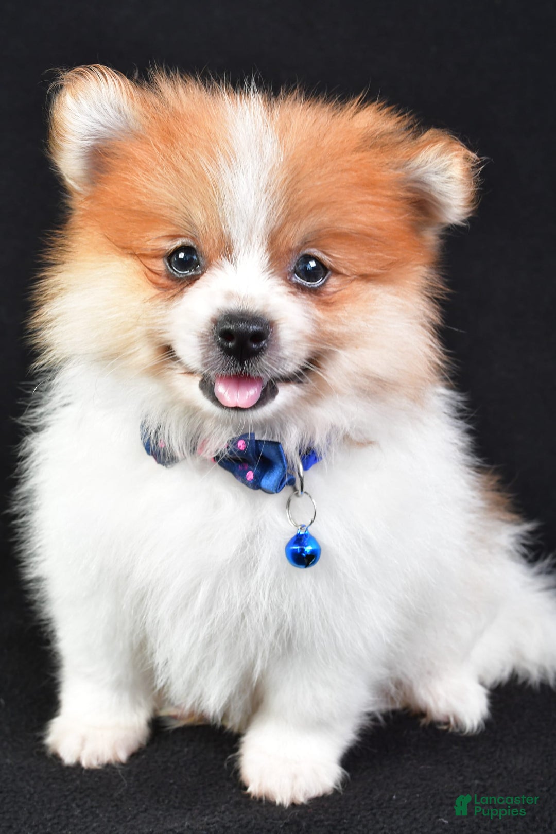 Pomeranian dogs for sale: Earl - Image 4