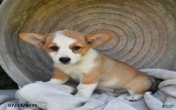 Welsh Corgi Pembroke dogs for sale: Rose - Image 18