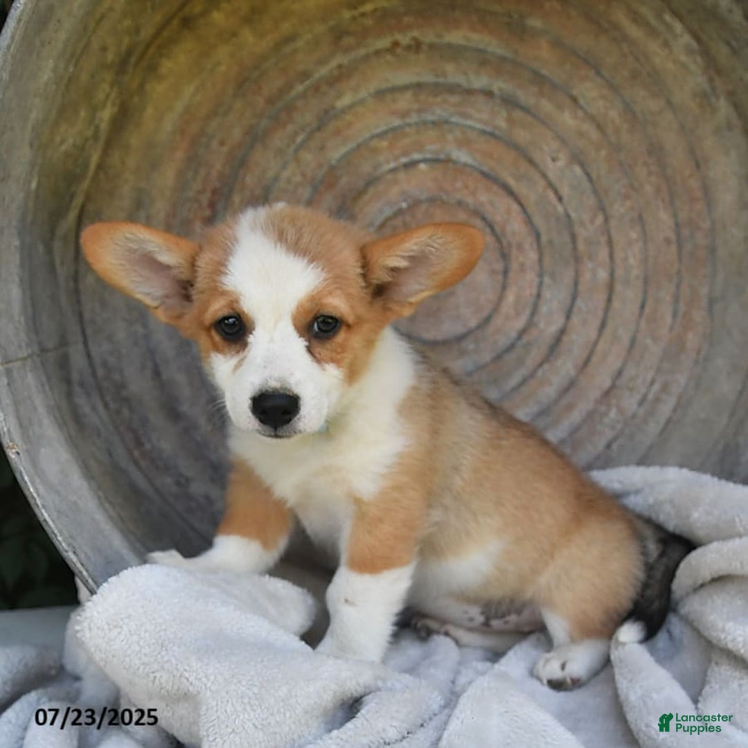 Welsh Corgi Pembroke dogs for sale: Rose - Image 18
