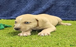 Catahoula Leopard Dog dogs for sale: Tess 2025 Male 1 - Image 10
