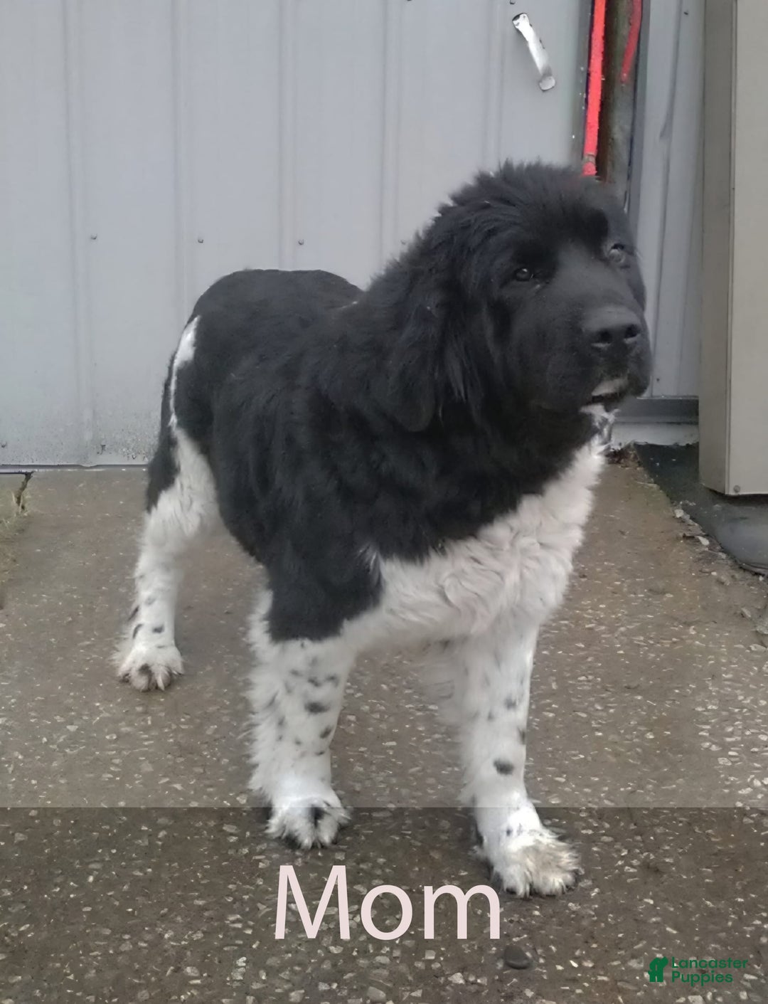 Newfoundland dogs for sale: Amber - Image 5