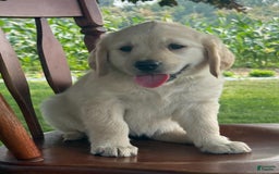 Golden Retriever dogs for sale: Friendly Fern - Image 15