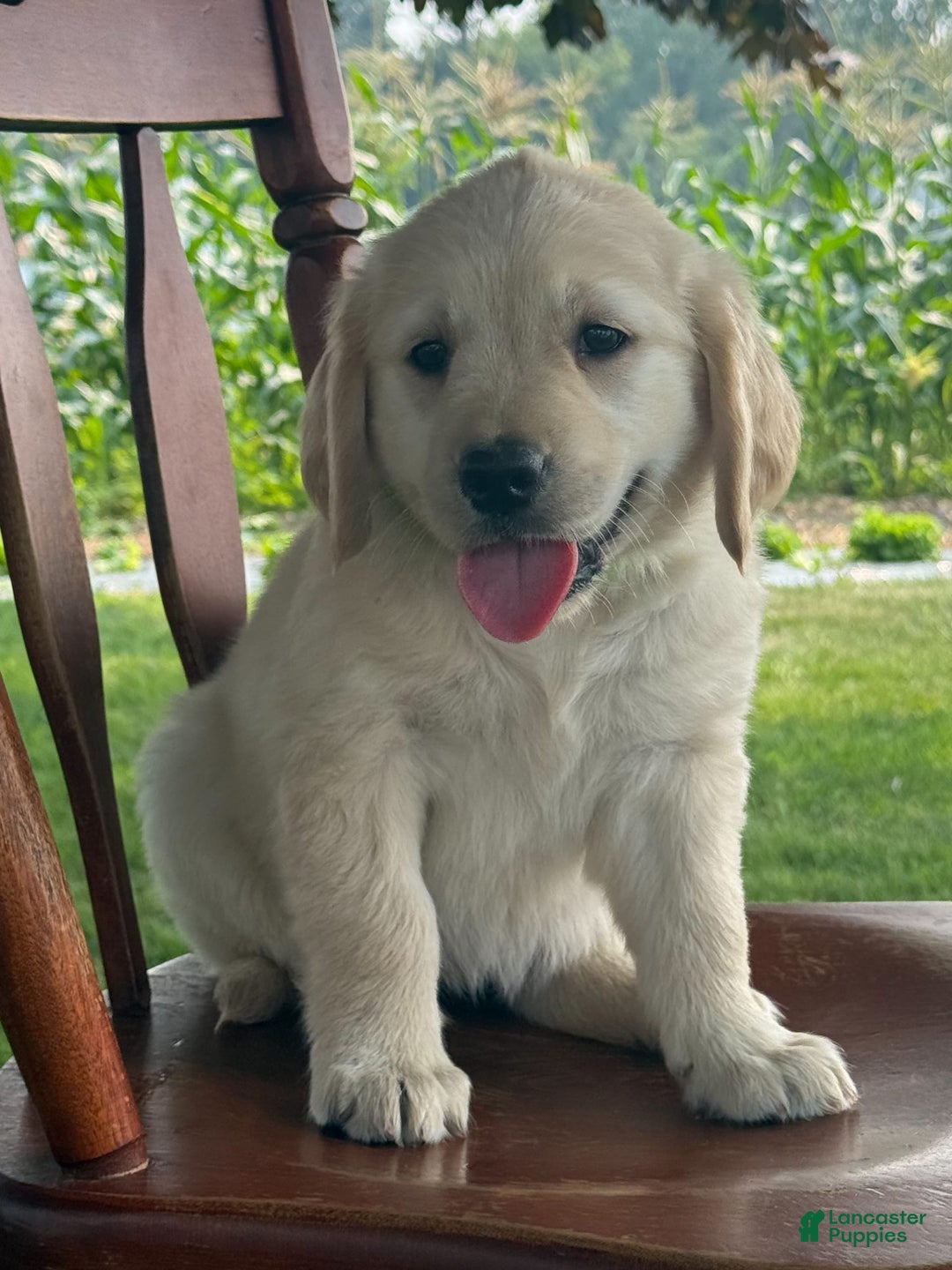 Golden Retriever dogs for sale: Friendly Fern - Image 15