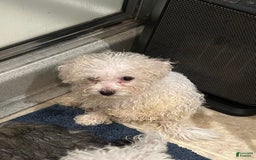 Bichon Frise dogs for sale: Harper - Image 3