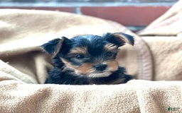 Yorkshire Terrier dogs for sale: Bingo - Image 9
