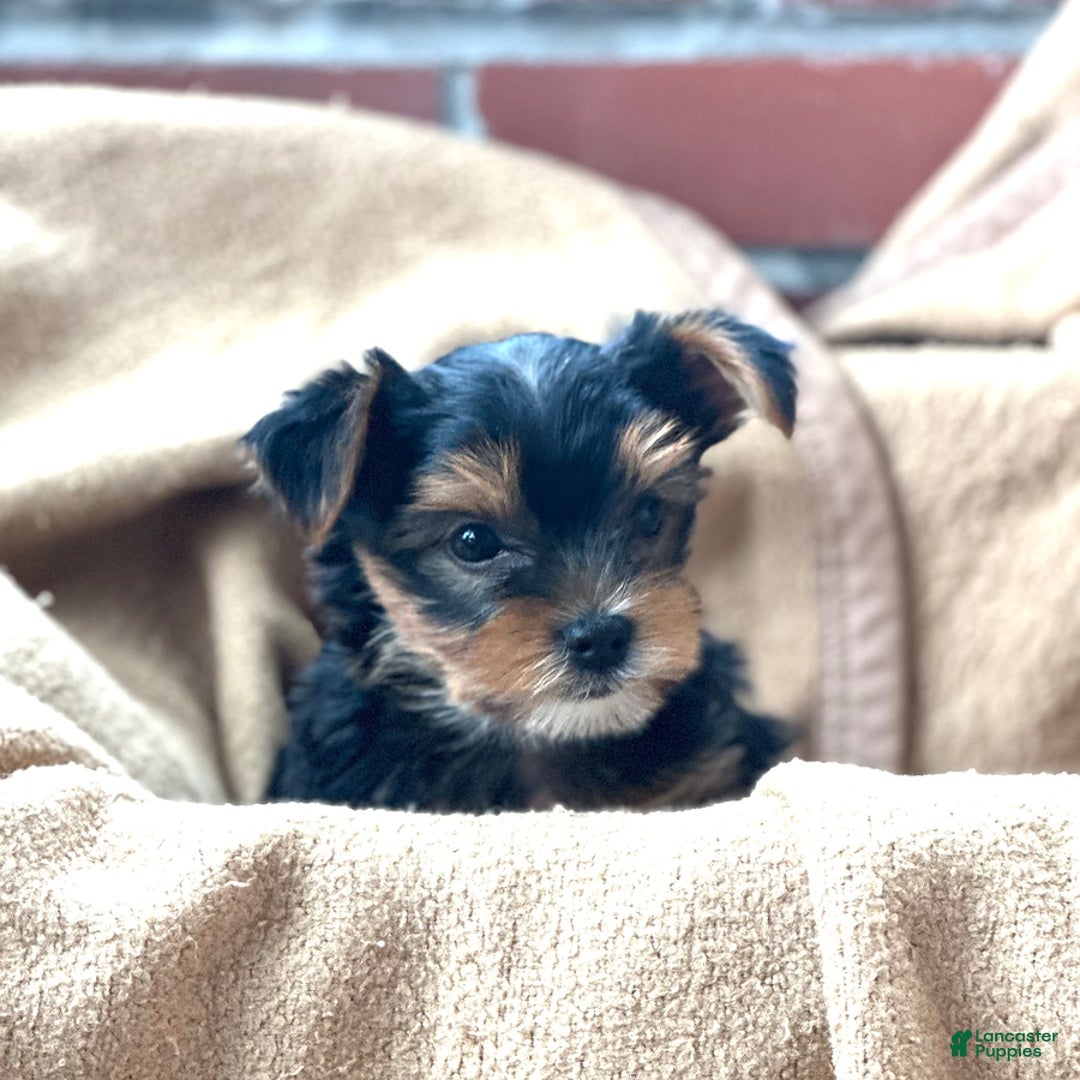 Yorkshire Terrier dogs for sale: Bingo - Image 9