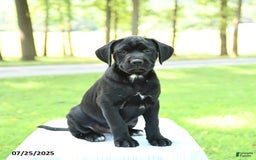 Cane Corso dogs for sale: Marigold - Image 4