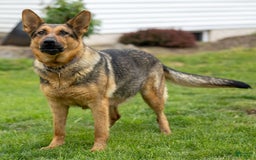 German Shepherd dogs for sale: Axel - Image 19