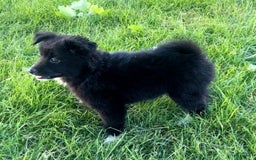 Shiba Inu dogs for sale: Missy - Image 2