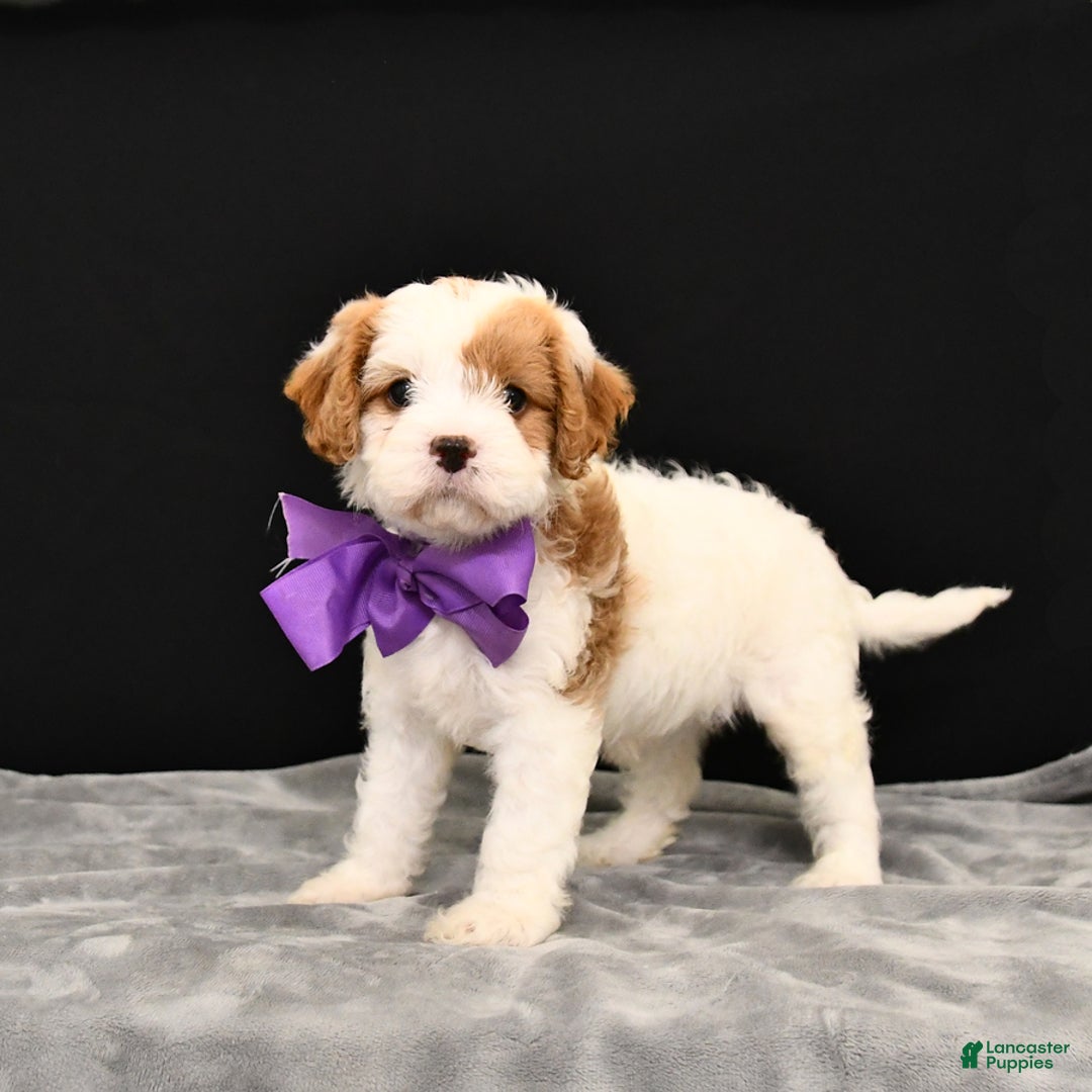 Cavapoo dogs for sale: Caramel - Image 1