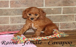 Cavapoo dogs for sale: Raina - Image 2