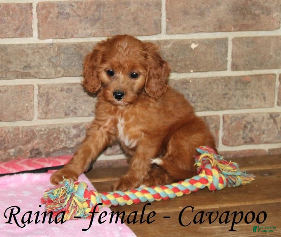 Cavapoo dogs for sale: Raina - Image 2
