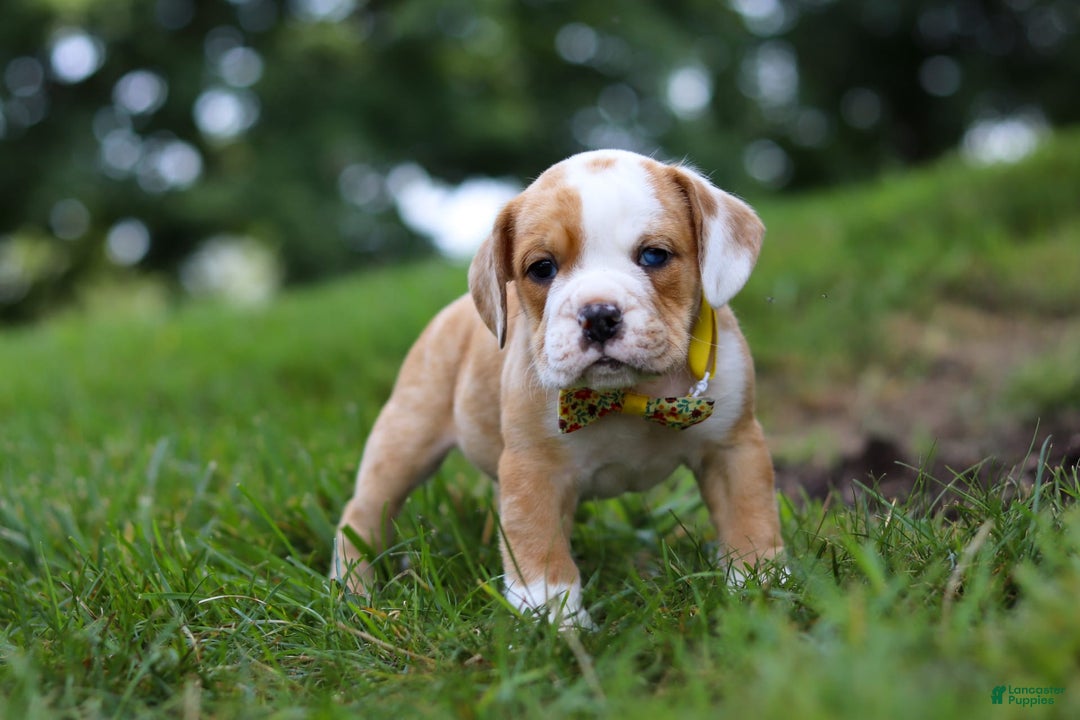 Beabull dogs for sale: Dewey - Image 2