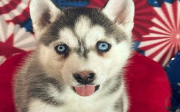 Siberian Husky dogs for sale: Electra - Image 1
