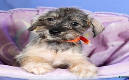 Miniature Schnauzer dogs for sale: Betty - Image 9