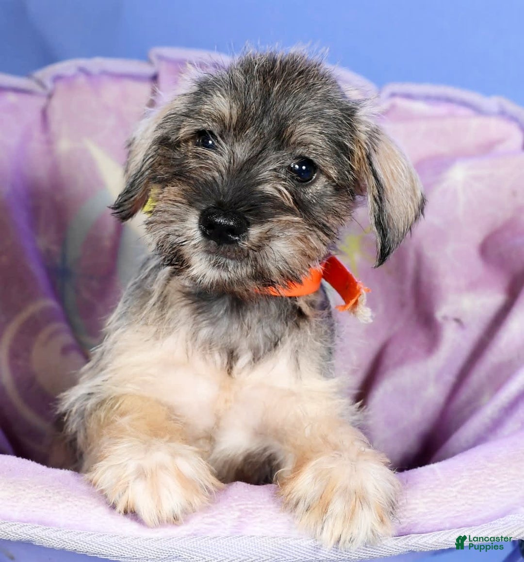 Miniature Schnauzer dogs for sale: Betty - Image 9
