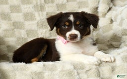 Miniature Australian Shepherd dogs for sale: Ava - Image 5