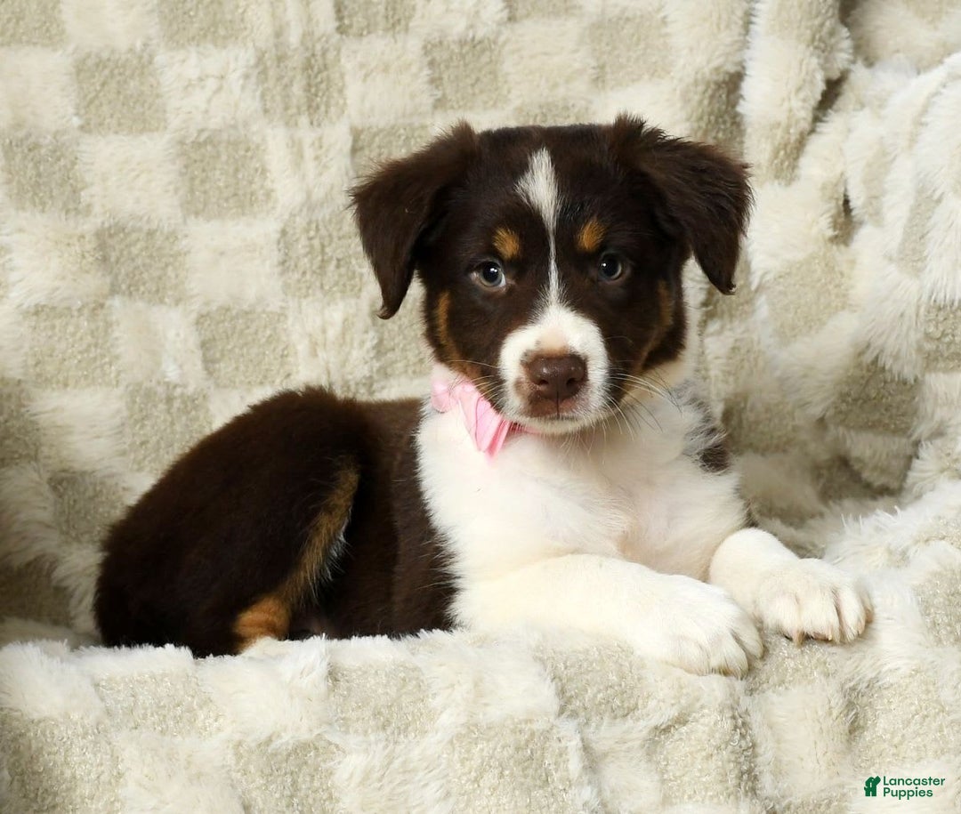 Miniature Australian Shepherd dogs for sale: Ava - Image 5