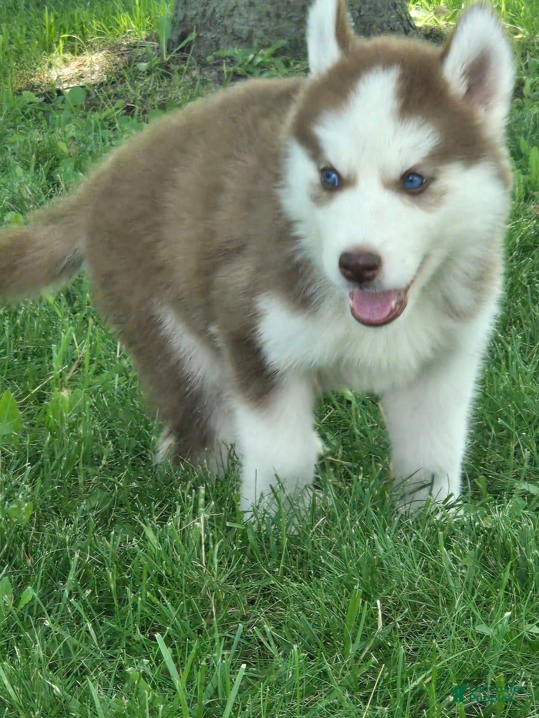 Siberian Husky dogs for sale: Oakley - Image 6