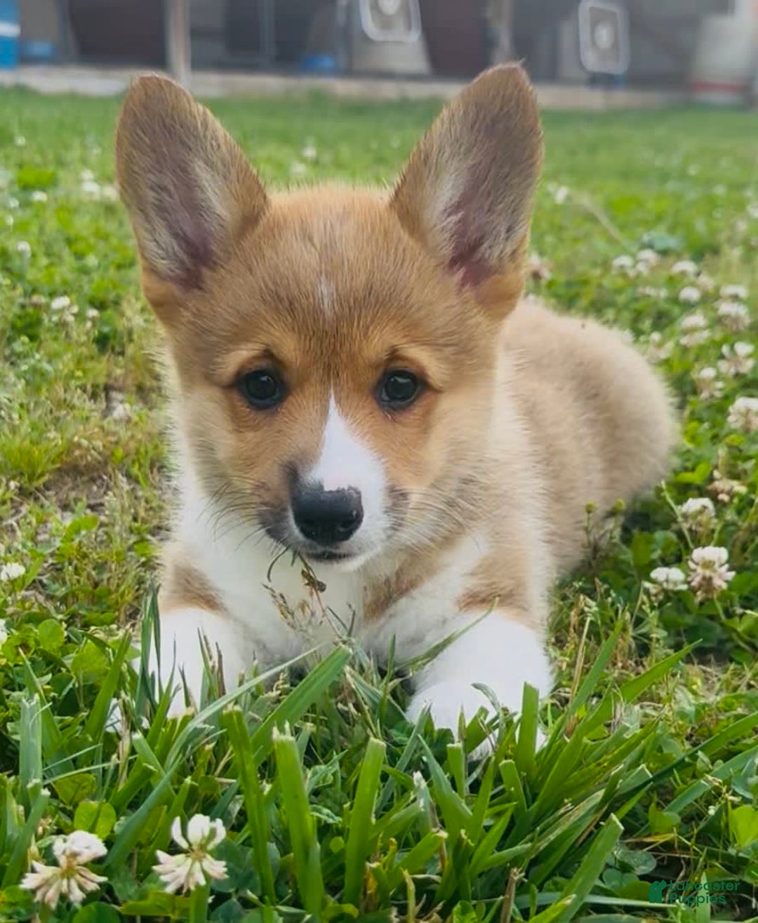 Welsh Corgi Pembroke dogs for sale: Blossom - Image 1