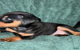 Miniature Pinscher dogs for sale: Onyx - Image 6
